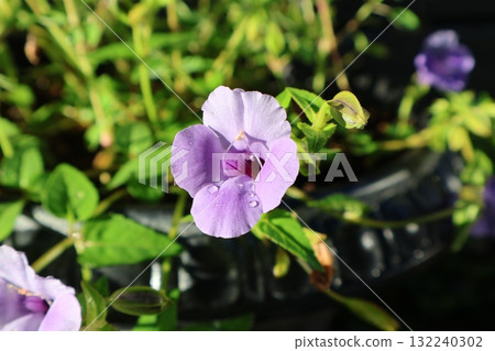 Small flowers of Torenia bathed in the morning sun after the rain Small flowers of Torenia bathed in the morning sun after the rain 132240302