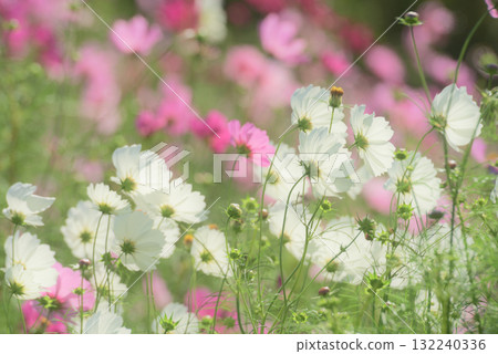 Cosmos fall image Cosmos fall image 132240336