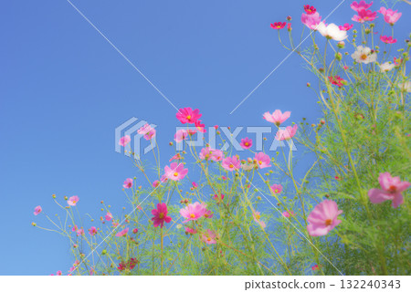 Cosmos fall image Cosmos fall image 132240343