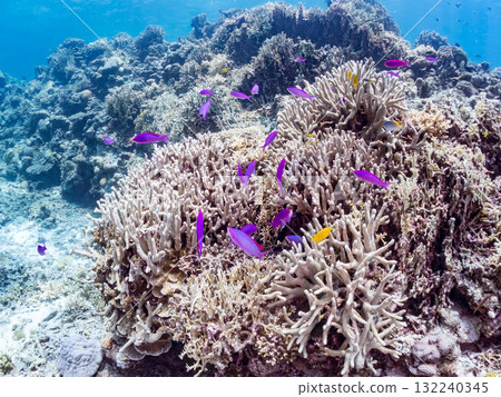 一群小花鯽和其他魚類。美麗的珊瑚礁和熱帶魚群。沖繩縣島尻郡慶良間諸島座間味島阿室島 - 2025 132240345