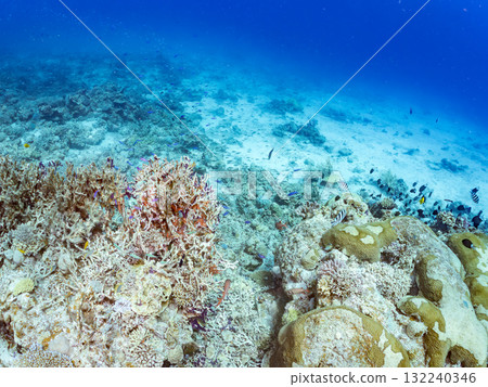 一群小花鯽和其他魚類。美麗的珊瑚礁和熱帶魚群。沖繩縣島尻郡慶良間諸島座間味島阿室島 - 2025 132240346
