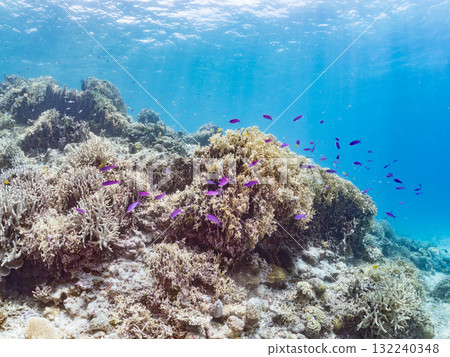 A school of Anthias carp and other fish. Beautiful coral reefs and schools of tropical fish. Okinawa Prefecture, Shimajiri District, Kerama Islands, Zamami Island, Amuro Island - 2025 132240348