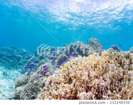 一群小花鯽和其他魚類。美麗的珊瑚礁和熱帶魚群。沖繩縣島尻郡慶良間諸島座間味島阿室島 - 2025 一群小花鯽和其他魚類。美麗的珊瑚礁和熱帶魚群。沖繩縣島尻郡慶良間諸島座間味島阿室島 - 2025 132240350