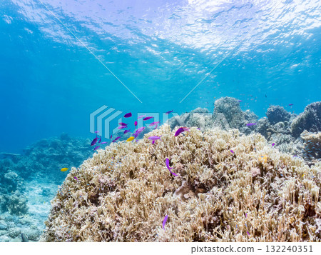 一群小花鯽和其他魚類。美麗的珊瑚礁和熱帶魚群。沖繩縣島尻郡慶良間諸島座間味島阿室島 - 2025 132240351