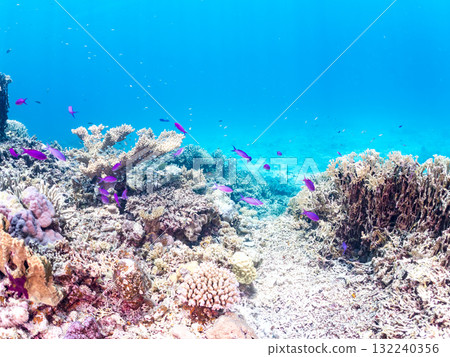 一群小花鯽和其他魚類。美麗的珊瑚礁和熱帶魚群。沖繩縣島尻郡慶良間諸島座間味島阿室島 - 2025 132240356