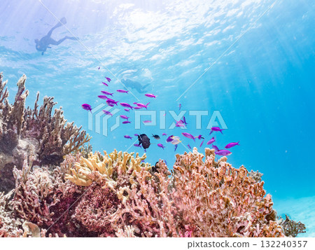 A school of Anthias carp and other fish. Beautiful coral reefs and schools of tropical fish. Okinawa Prefecture, Shimajiri District, Kerama Islands, Zamami Island, Amuro Island - 2025 A school of Anthias carp and other fish. Beautiful coral reefs and schools of tropical fish. Okinawa Prefecture, Shimajiri District, Kerama Islands, Zamami Island, Amuro Island - 2025 132240357