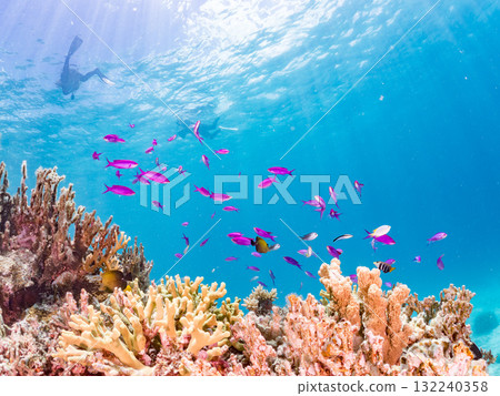 一群小花鯽和其他魚類。美麗的珊瑚礁和熱帶魚群。沖繩縣島尻郡慶良間諸島座間味島阿室島 - 2025 一群小花鯽和其他魚類。美麗的珊瑚礁和熱帶魚群。沖繩縣島尻郡慶良間諸島座間味島阿室島 - 2025 132240358