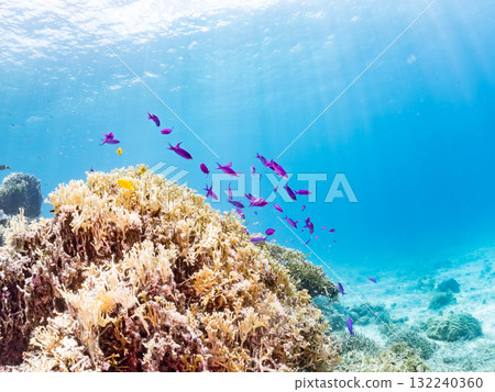 一群小花鯽和其他魚類。美麗的珊瑚礁和熱帶魚群。沖繩縣島尻郡慶良間諸島座間味島阿室島 - 2025 132240360