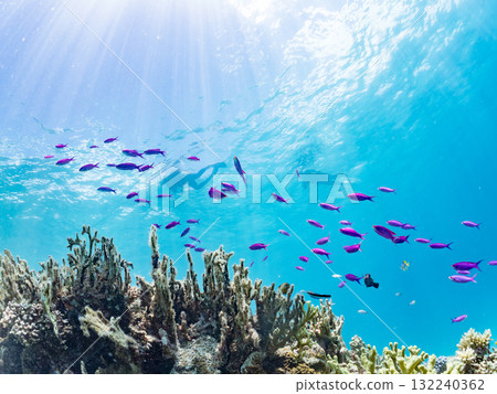 A school of Anthias carp and other fish. Beautiful coral reefs and schools of tropical fish. Okinawa Prefecture, Shimajiri District, Kerama Islands, Zamami Island, Amuro Island - 2025 A school of Anthias carp and other fish. Beautiful coral reefs and schools of tropical fish. Okinawa Prefecture, Shimajiri District, Kerama Islands, Zamami Island, Amuro Island - 2025 132240362