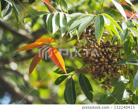 花楸樹漿果 132240413