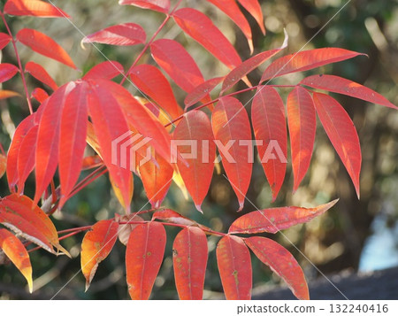 樹木：花楸樹的秋葉 132240416