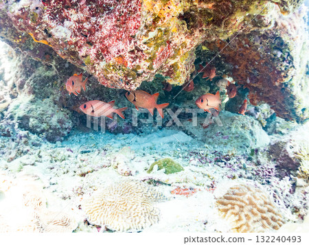 一群紅斑蝎子和其他魚類生活在珊瑚洞裡。美麗的珊瑚礁和成群的熱帶魚。島尻郡慶良間諸島座間味島和阿室島 132240493