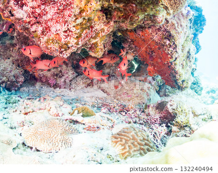 一群紅斑蝎子和其他魚類生活在珊瑚洞裡。美麗的珊瑚礁和成群的熱帶魚。島尻郡慶良間諸島座間味島和阿室島 132240494