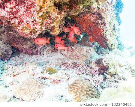A school of red-spotted scorpions and other fish living in a coral cave. Beautiful coral reefs and schools of tropical fish. Zamami Island and Amuro Island, Kerama Islands, Shimajiri District A school of red-spotted scorpions and other fish living in a coral cave. Beautiful coral reefs and schools of tropical fish. Zamami Island and Amuro Island, Kerama Islands, Shimajiri District 132240495