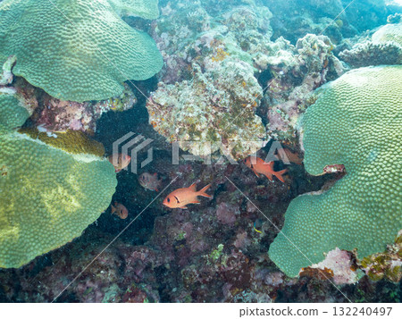 一群紅斑蝎子和其他魚類生活在珊瑚洞裡。美麗的珊瑚礁和成群的熱帶魚。島尻郡慶良間諸島座間味島和阿室島 一群紅斑蝎子和其他魚類生活在珊瑚洞裡。美麗的珊瑚礁和成群的熱帶魚。島尻郡慶良間諸島座間味島和阿室島 132240497