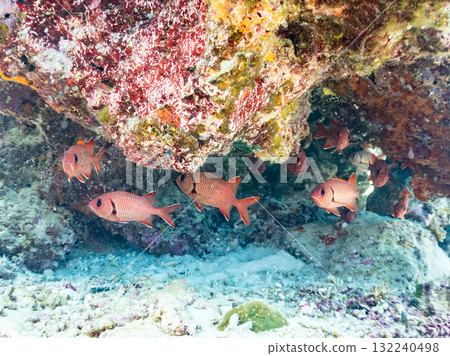 一群紅斑蝎子和其他魚類生活在珊瑚洞裡。美麗的珊瑚礁和成群的熱帶魚。島尻郡慶良間諸島座間味島和阿室島 132240498