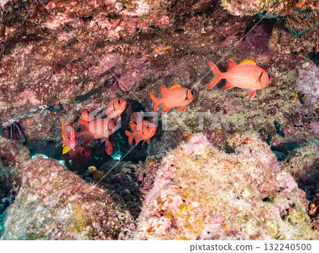 A school of red-spotted scorpions and other fish living in a coral cave. Beautiful coral reefs and schools of tropical fish. Zamami Island and Amuro Island, Kerama Islands, Shimajiri District 132240500