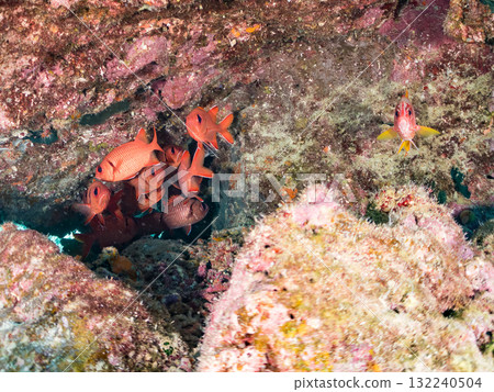 一群紅斑蝎子和其他魚類生活在珊瑚洞裡。美麗的珊瑚礁和成群的熱帶魚。島尻郡慶良間諸島座間味島和阿室島 132240504