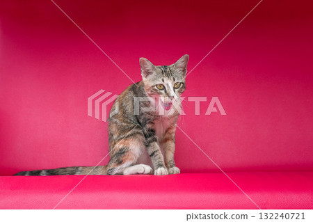 Portrait of a cat with a blend of brown yellow and black color. Portrait of a cat with a blend of brown yellow and black color. 132240721