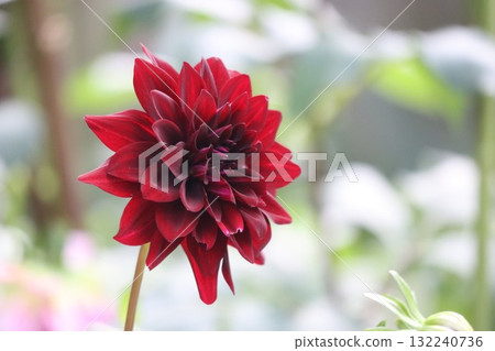 Beautiful dahlias in a variety of colors. Beautiful dahlias in a variety of colors. 132240736