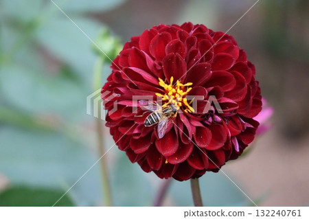 Beautiful dahlias in a variety of colors. 132240761