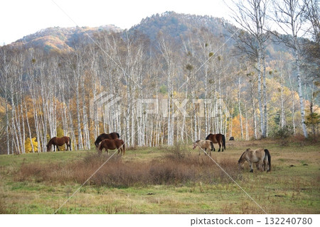 馬在草地上吃草 132240780