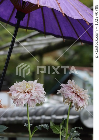 Beautiful dahlias in a variety of colors. 132240789