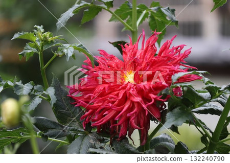 Beautiful dahlias in a variety of colors. 132240790