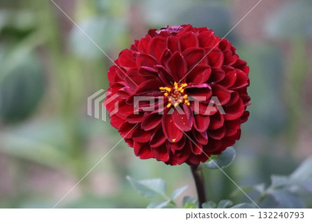 Beautiful dahlias in a variety of colors. 132240793