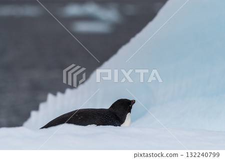 Adelie Penguin standing on an iceberg Adelie Penguin standing on an iceberg 132240799