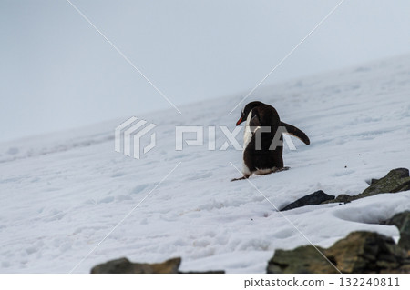 Gentoo colony at Danco Island 132240811