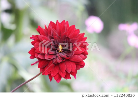Beautiful dahlias in a variety of colors. Beautiful dahlias in a variety of colors. 132240820