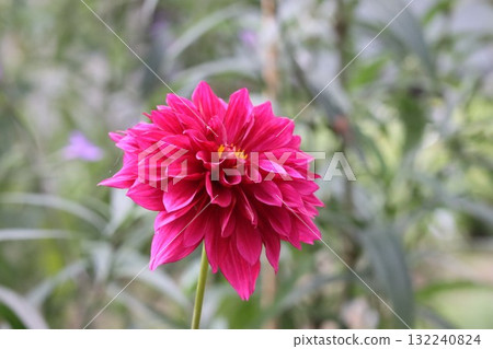 Beautiful dahlias in a variety of colors. Beautiful dahlias in a variety of colors. 132240824