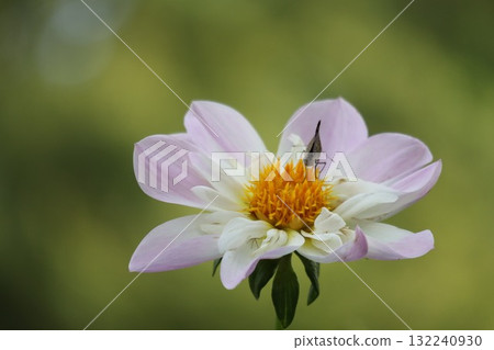 Beautiful dahlias in a variety of colors. 132240930