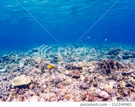 A school of Japanese spinefish and other fish. Beautiful coral reefs and schools of tropical fish. Okinawa Prefecture, Shimajiri District, Kerama Islands, Zamami Island, Amuro Island - 2025 A school of Japanese spinefish and other fish. Beautiful coral reefs and schools of tropical fish. Okinawa Prefecture, Shimajiri District, Kerama Islands, Zamami Island, Amuro Island - 2025 132240965