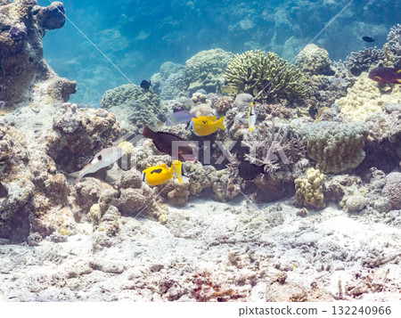A school of Japanese spinefish and other fish. Beautiful coral reefs and schools of tropical fish. Okinawa Prefecture, Shimajiri District, Kerama Islands, Zamami Island, Amuro Island - 2025 132240966
