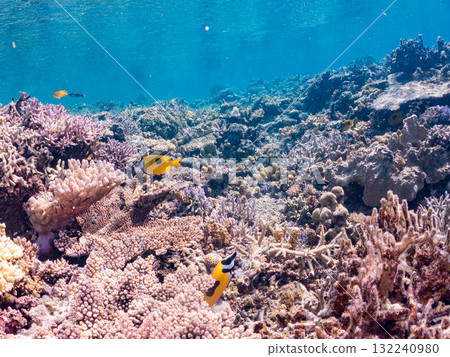 一群日本刺魚和其他魚類。美麗的珊瑚礁和熱帶魚群。沖繩縣島尻郡慶良間諸島座間味島阿室島 - 2025 132240980