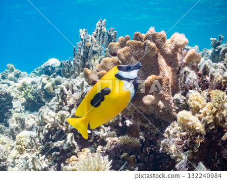 A school of Japanese spinefish and other fish. Beautiful coral reefs and schools of tropical fish. Okinawa Prefecture, Shimajiri District, Kerama Islands, Zamami Island, Amuro Island - 2025 132240984