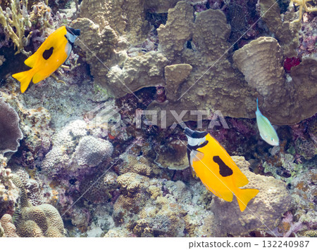 一群日本刺魚和其他魚類。美麗的珊瑚礁和熱帶魚群。沖繩縣島尻郡慶良間諸島座間味島阿室島 - 2025 132240987