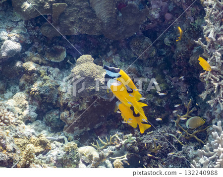 一群日本刺魚和其他魚類。美麗的珊瑚礁和熱帶魚群。沖繩縣島尻郡慶良間諸島座間味島阿室島 - 2025 132240988