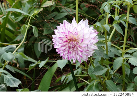 Beautiful dahlias in a variety of colors. 132240994