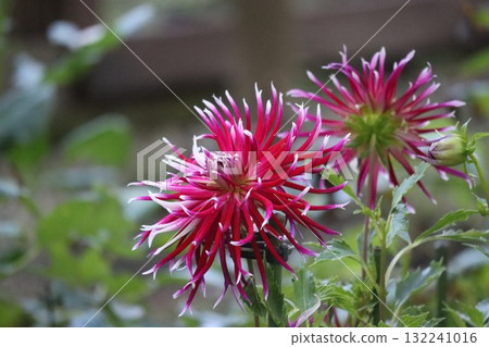Beautiful dahlias in a variety of colors. 132241016