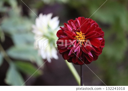Beautiful dahlias in a variety of colors. 132241018