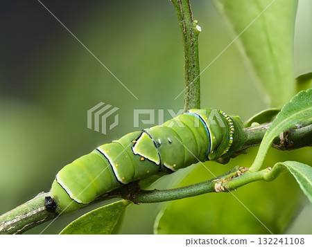 Swallowtail butterfly larvae eating leaves Swallowtail butterfly larvae eating leaves 132241108