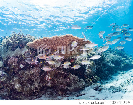 鋸鰩和其他魚類的魚群。美麗的珊瑚礁和熱帶魚群。沖繩縣島尻郡慶良間諸島阿室島座間味島 - 2025 132241299
