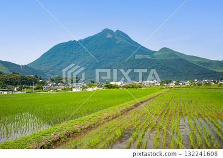 Yufuin Yufudake and paddy field Yufuin Yufudake and paddy field 132241608