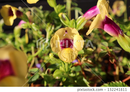 Yellow Torenia flowers after the rain Yellow Torenia flowers after the rain 132241811