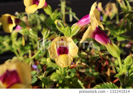 Yellow Torenia flowers after the rain Yellow Torenia flowers after the rain 132241814