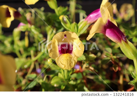 雨後的黃色藍豬耳花 雨後的黃色藍豬耳花 132241816