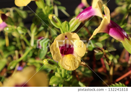 雨後的黃色藍豬耳花 雨後的黃色藍豬耳花 132241818